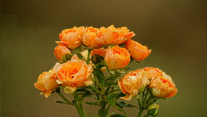 Roses bloom in bunches in the garden