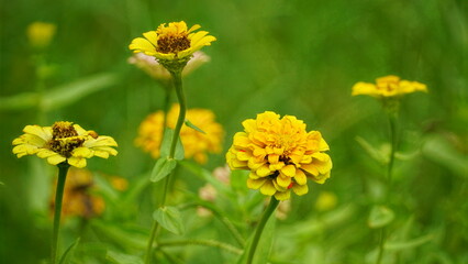 Close-up of blooming Zinnia elegans flower