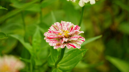 Fototapeta premium Close-up of blooming Zinnia elegans flower
