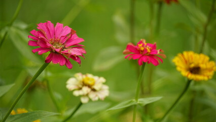 Close-up of blooming Zinnia elegans flower