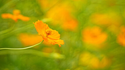 Close-up of yellow Cosmos bipinnatus flower blooming
