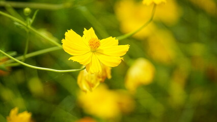 Close-up of yellow Cosmos bipinnatus flower blooming