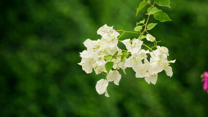 Close-up of Bougainvillea flowers on a natural background