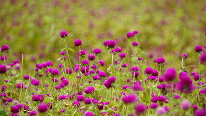Naklejka premium Gomphrena globosa flower blooms