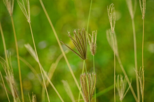 Chloris virgata grass in the field