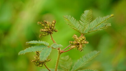 Close-up of Mimosa pudica tree