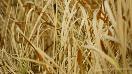 Yellow dry grass in the field