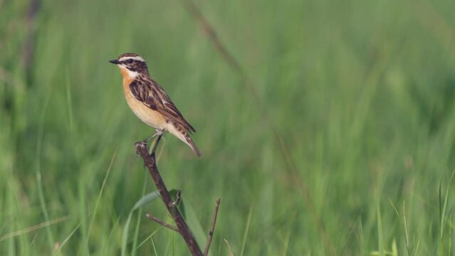 Whinchat.  Songbird of the flycatcher family. Sits on a branch. Close-up. Wild nature.