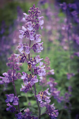 close up of lavender