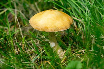 Close up of garland roundhead or garland stropharia mushroom (Stropharia coronilla)