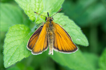 Close up of Essex Skipper butterfly (Thymelicus lineola) sitting on a leaf