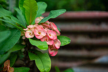 Obraz premium Euphorbia Flower - Euphorbia Milii. Euphorbia is a type of plant that is sensitive to light at night
