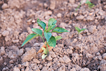 Seedlings of sweet bell pepper, young in the garden. Selective focus