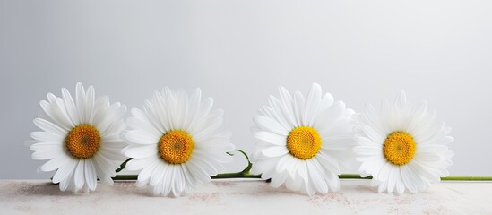 Obraz premium Trio of daisies. Creative banner. Copyspace image