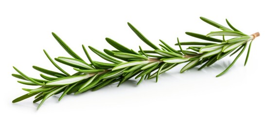 Obraz premium fresh rosemary branch isolated on white background. Creative banner. Copyspace image