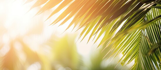 Obraz premium Blurred summer background of free space for your decoration and palm leaves with sun light. Creative banner. Copyspace image
