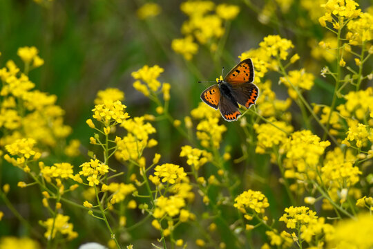 butterfly on a flower