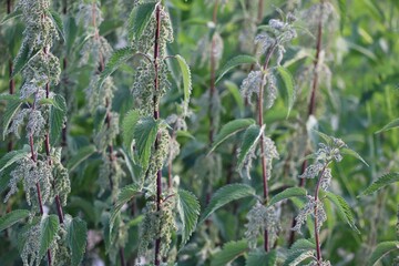 Nettles in the Evening light