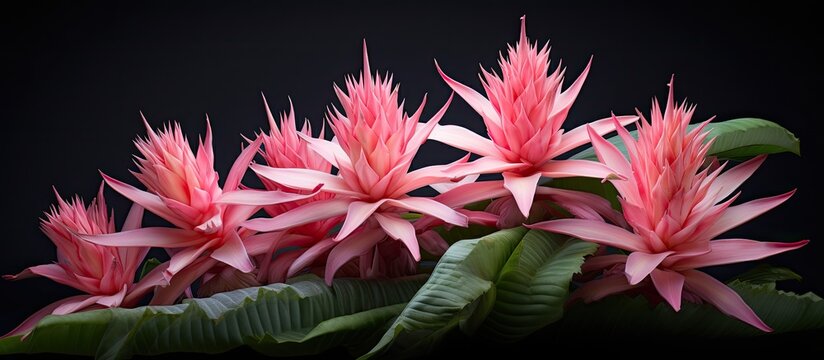 Pink bromeliads flower The bromeliads are a family of monocot flower plants or Aechmea fasciata. Creative banner. Copyspace image