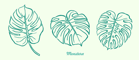 Monstera ,green leaves , hand drawn illustration of plants, line art, greenery , tropical exotic leaf for Hawaii style wallpaper, floral elements, botanical