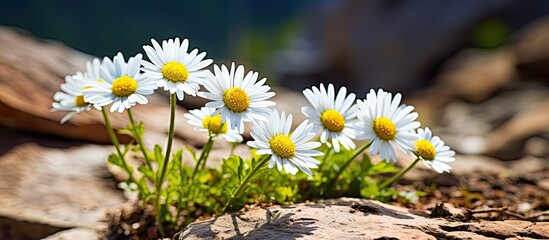 Macro closeup of alpine wild daisy flowers wildflowers on rocky soil ground in Utah hiking trail in mountains. Creative banner. Copyspace image © HN Works
