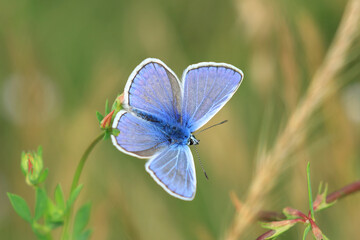 Butterfly on flower, colorful details on wings