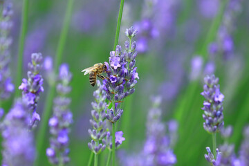 Bee pollination of lavender flowers