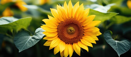 Close up of sunflower Big yellow flower with big green leaf. Creative banner. Copyspace image