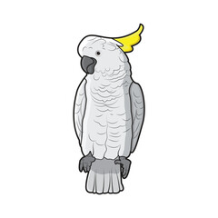 cockatoo parrot vector design illustration