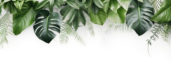 Set of Tropical leaves isolated on white background Beautiful tropical exotic foliage. Creative banner. Copyspace image