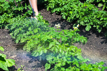 The owner-farmer treats the tops with toxic chemicals from the hose of the sprayer. Destruction of the Colorado potato beetle and other pests. Concept of good harvest, world food crisis.