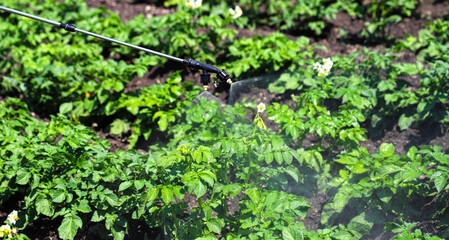 The owner-farmer treats the tops with toxic chemicals from the hose of the sprayer. Destruction of the Colorado potato beetle and other pests. Concept of good harvest, world food crisis.