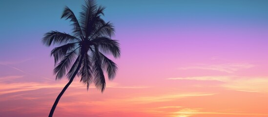 Obraz premium sunset twilight with silhouette palm tree. Creative banner. Copyspace image