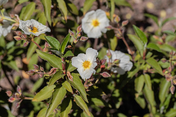 In Kütahya - Akdağ (Cistus laurifolius L.).Cistaceae Laurel-leaved labdanum plant.
