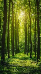 Obraz premium Sunlit Forest Landscape