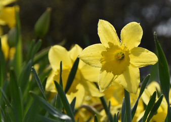 Daffodils in the garden, Sainte-Apolline, Québec, Canada