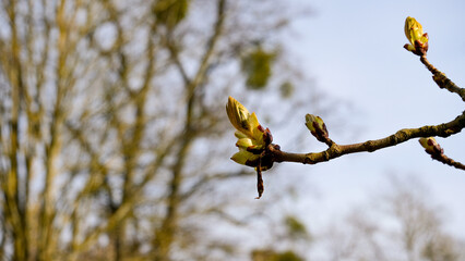 Close up of tree bud growth starting to open and blossom during spring season in England UK