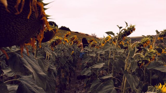 Chica sola en un campo de girasoles