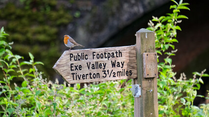 Red breasted robin sitting on wooden signpost for public footpath in rural countryside of England UK