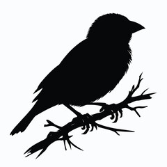 bird vector silhouette illustration