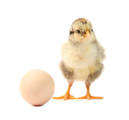 Cute chick and egg isolated on white. Baby animal