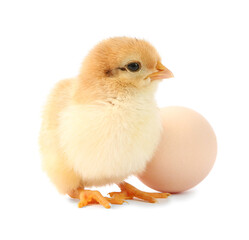 Cute chick and egg isolated on white. Baby animal
