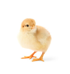 One cute chick isolated on white. Baby animal