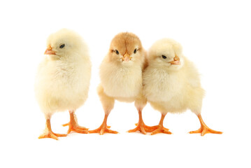 Cute chicks isolated on white. Baby animals