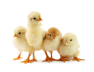 Many cute chicks isolated on white. Baby animals