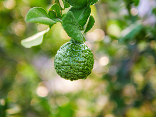 Fresh bergamot fruit  and rain drop on bergamot tree in morning
