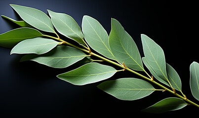 Green Leaves on Branch