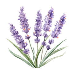 Obraz premium bunch of lavender watercolor isolated on transparent background cutout