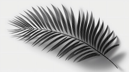 Realistic transparent shadow from a leaf of a palm tree on the white background. Tropical leaves shadow. Mockup with palm leaves shadow.