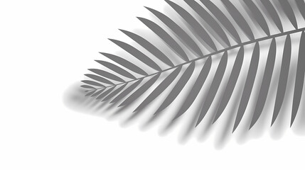 Realistic transparent shadow from a leaf of a palm tree on the white background. Tropical leaves shadow. Mockup with palm leaves shadow.
